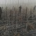 杨树苗1米5一5米。基地大量批发无絮杨树苗一年和两年的苗