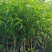 水蜜桃苗，大果脆甜高产品种，南北方适合种，嫁接苗