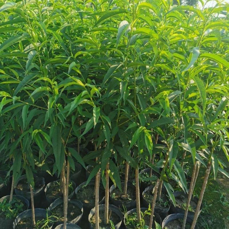 水蜜桃苗，大果脆甜高产品种，南北方适合种，嫁接苗