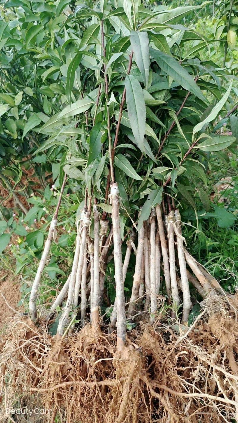 水蜜桃苗，大果脆甜高产品种，南北方适合种，嫁接苗