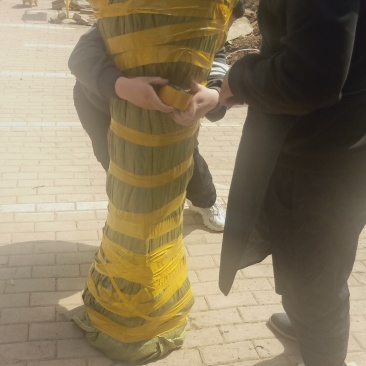 牛奶果苗