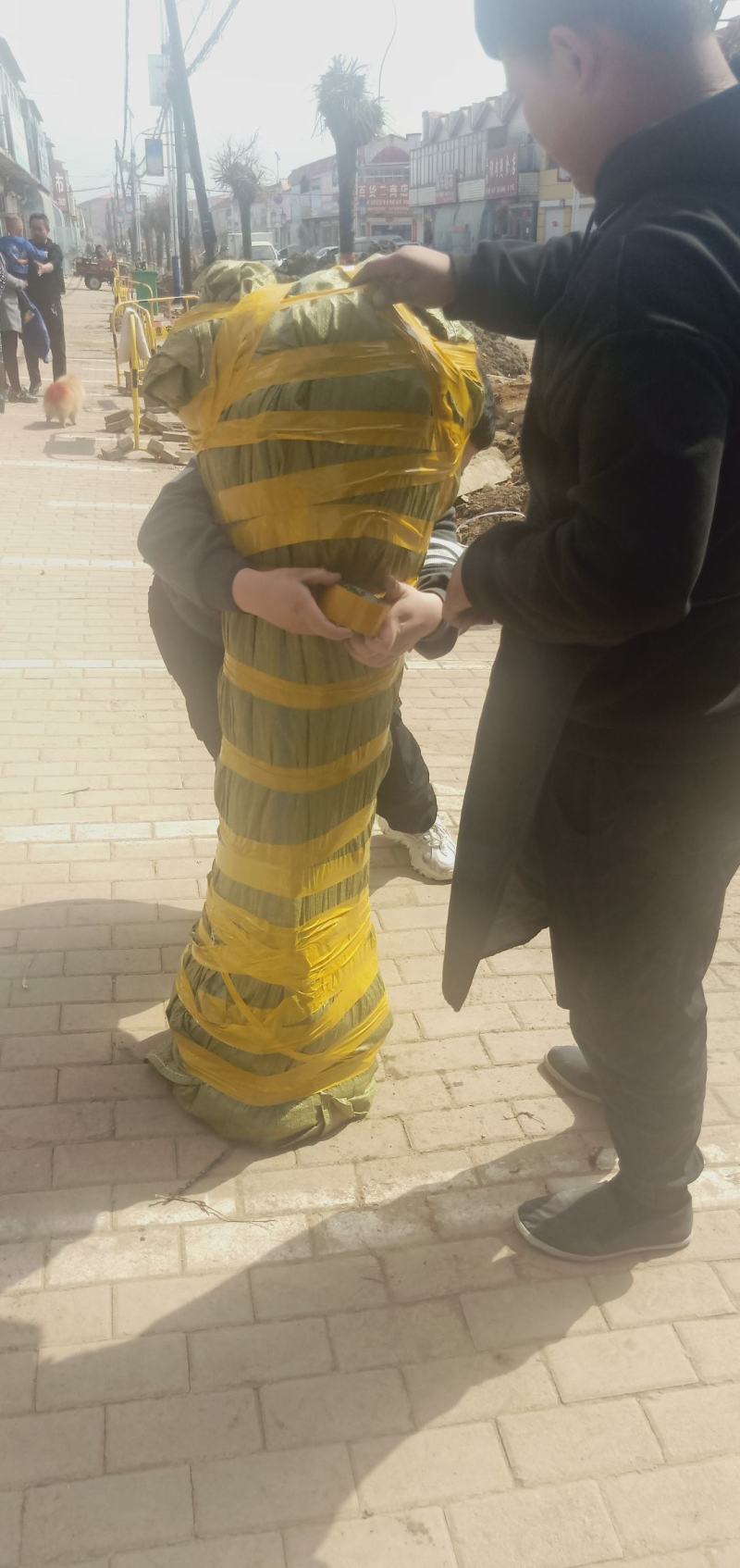 牛奶果苗
