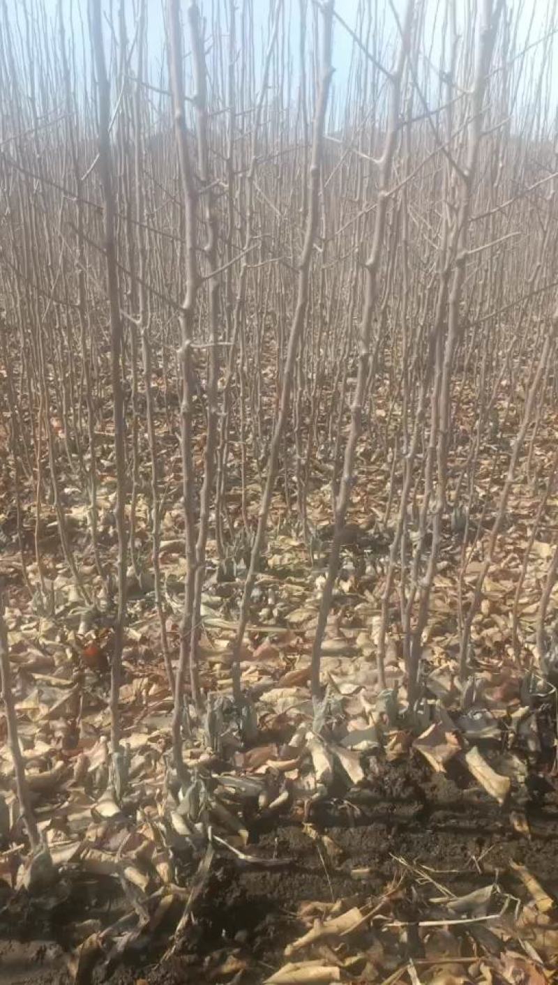 牛奶果苗