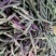 白不老一大量上市价格最近几天一直下滑