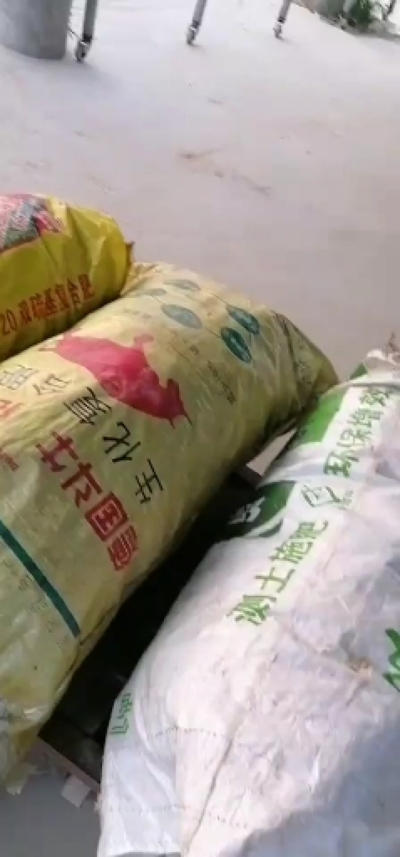 白不老一大量上市价格最近几天一直下滑