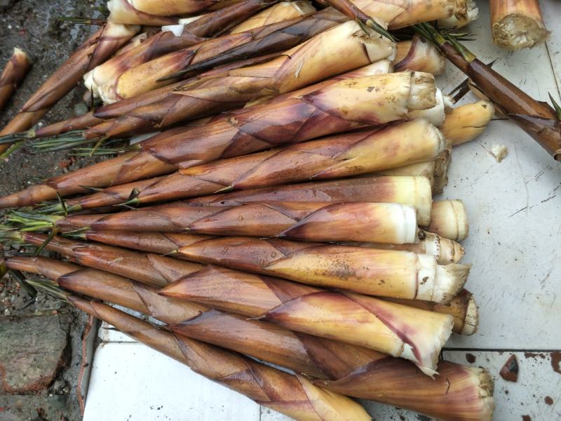 甜苦笋