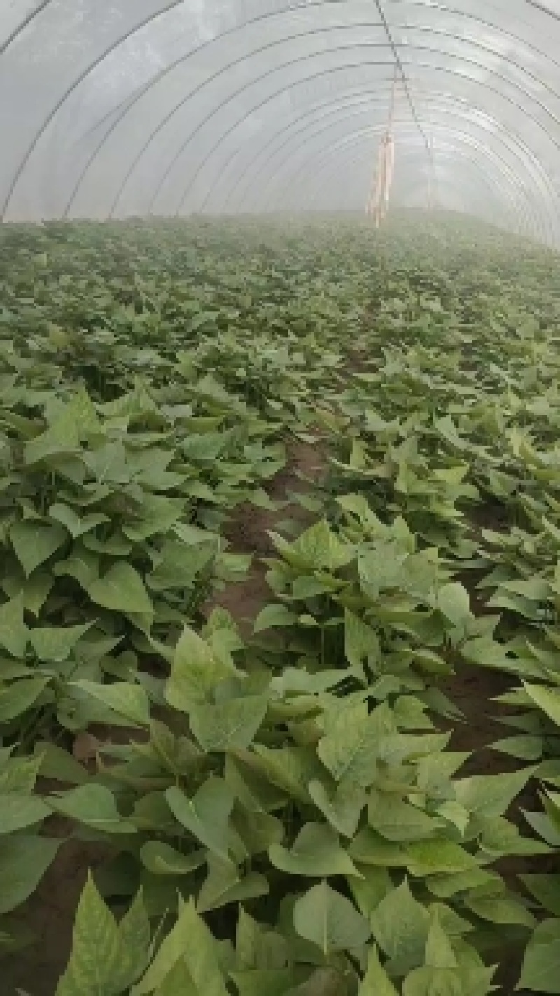 开封市尉氏县惠禾润原种脱毒红薯苗繁育基地。商薯19红薯苗