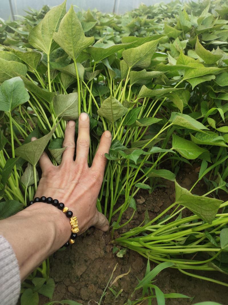 开封市尉氏县惠禾润原种脱毒红薯苗繁育基地。商薯19红薯苗