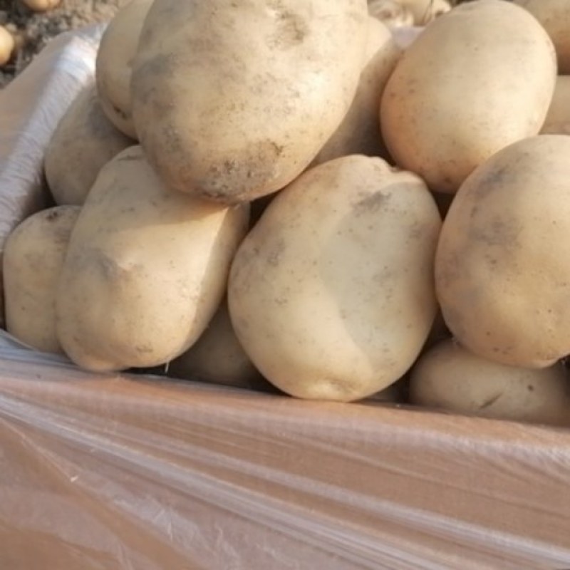 丽薯、马铃薯《精品土豆》产地直供，质量保障欢迎客商咨询订