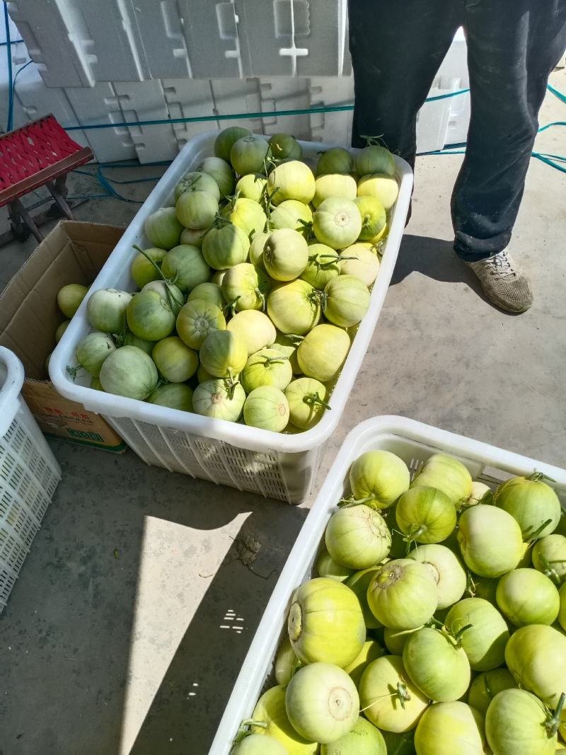 【大量供应】莱西精品甜宝甜瓜赶快预定天天新货
