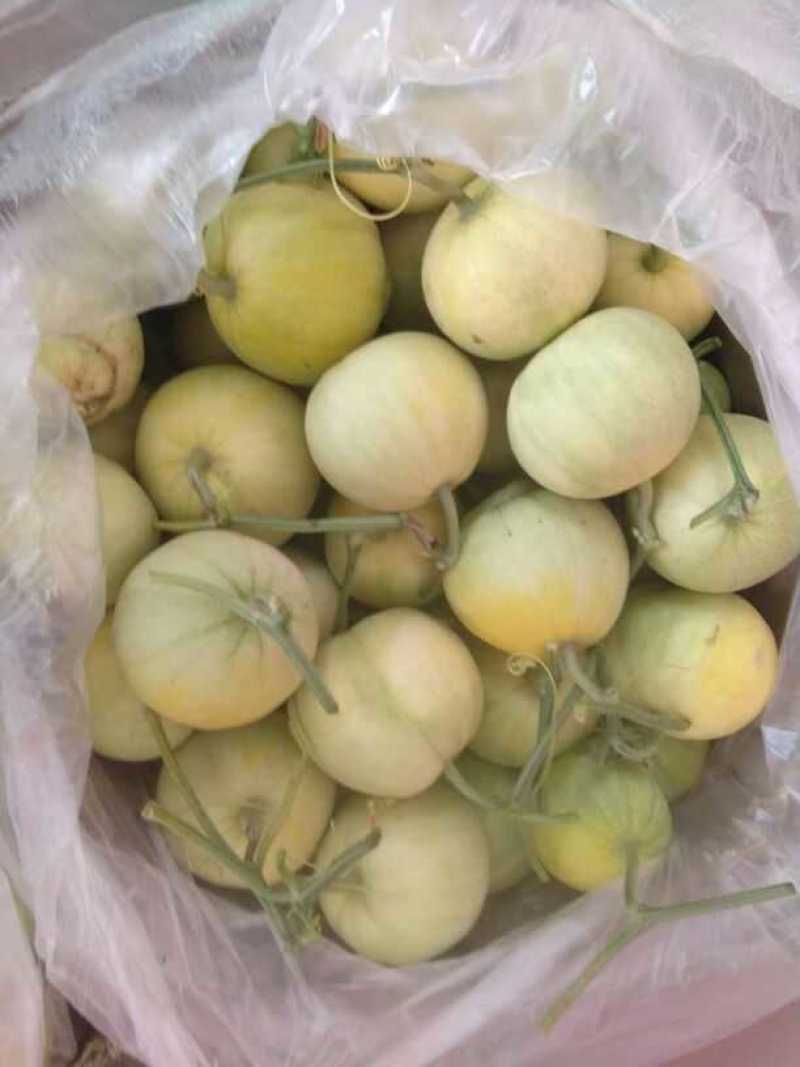 【大量供应】莱西精品甜宝甜瓜赶快预定天天新货