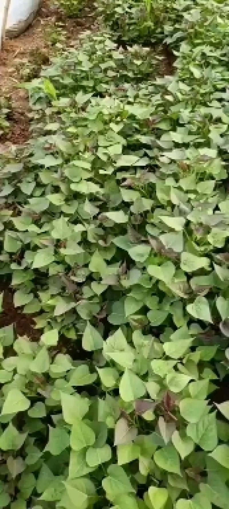 供应蜜薯脱毒红薯苗，口感好，产量高，基地直供。