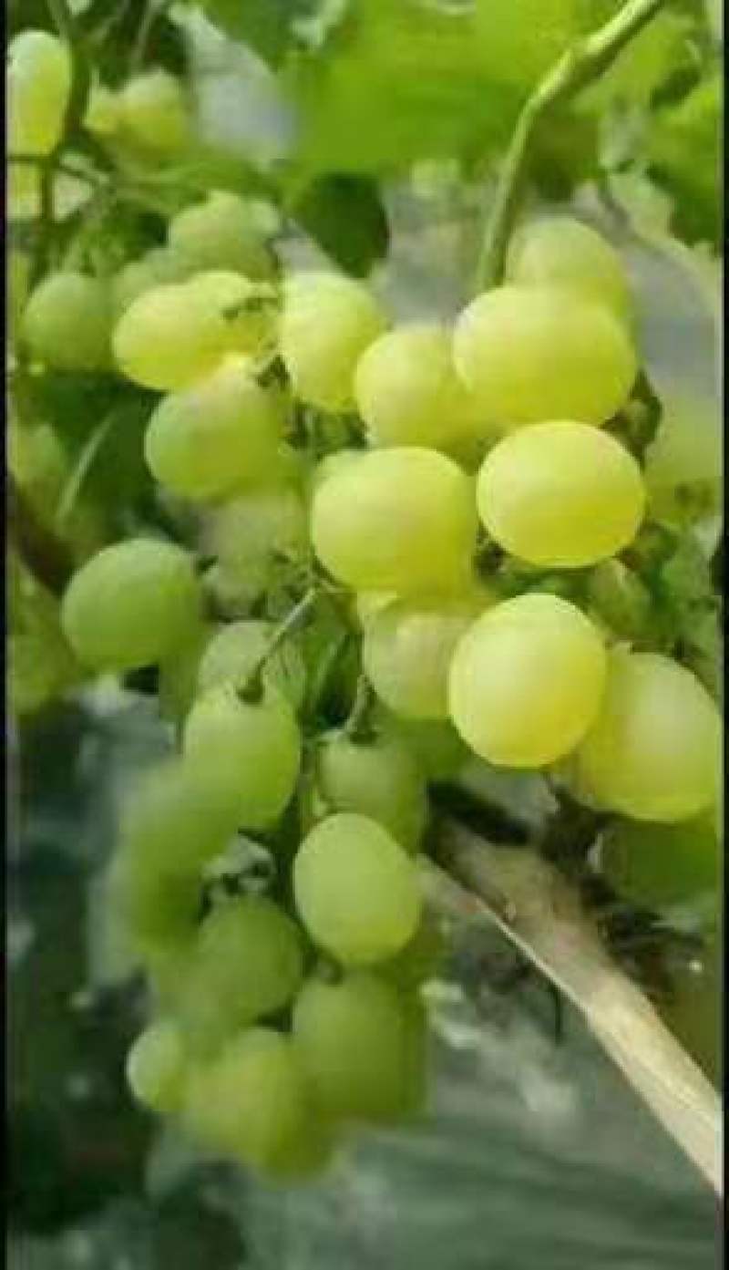 维多利亚葡萄，大量批发，货源充足，开棚了，