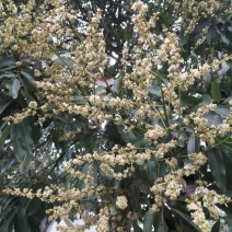 土蜂蜜