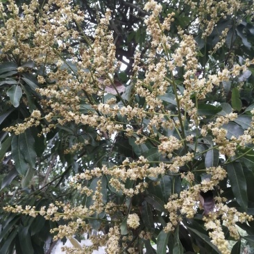 土蜂蜜