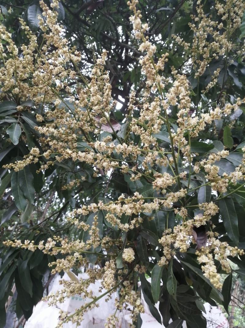 土蜂蜜