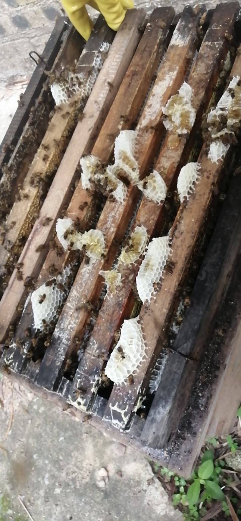 土蜂蜜