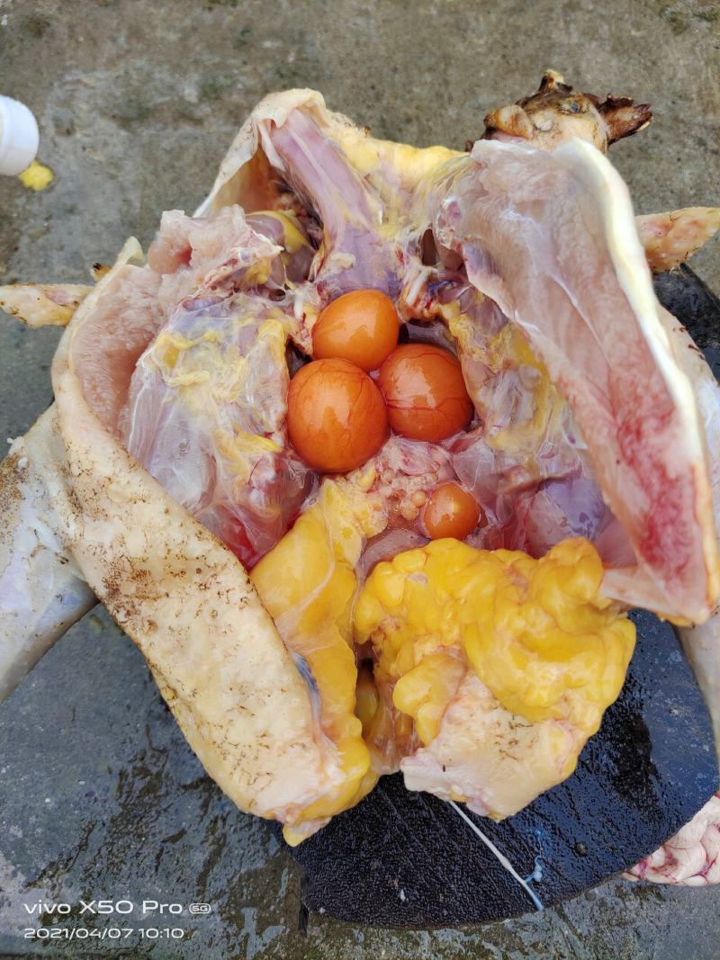 土鸡重庆武隆土鸡自家养殖炖汤味道鲜美肉质紧实欢迎选购