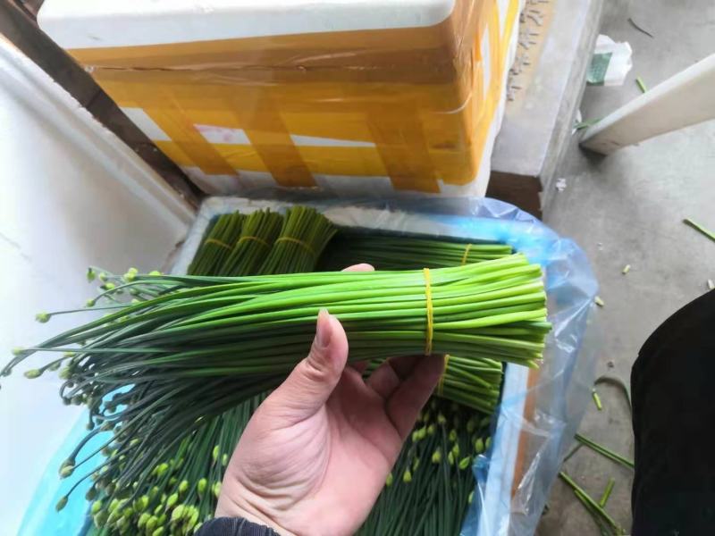 精品韭苔，现采现货，诚信经营，大量上市中！