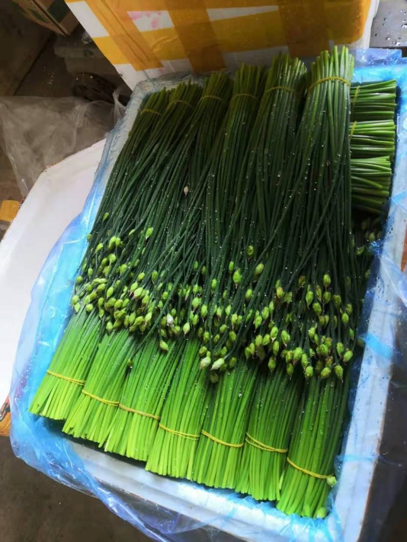 精品韭苔，现采现货，诚信经营，大量上市中！