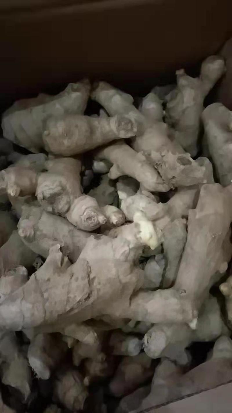 优质高产姜种产地直销-亩产过万，已脱毒催芽，全国发货