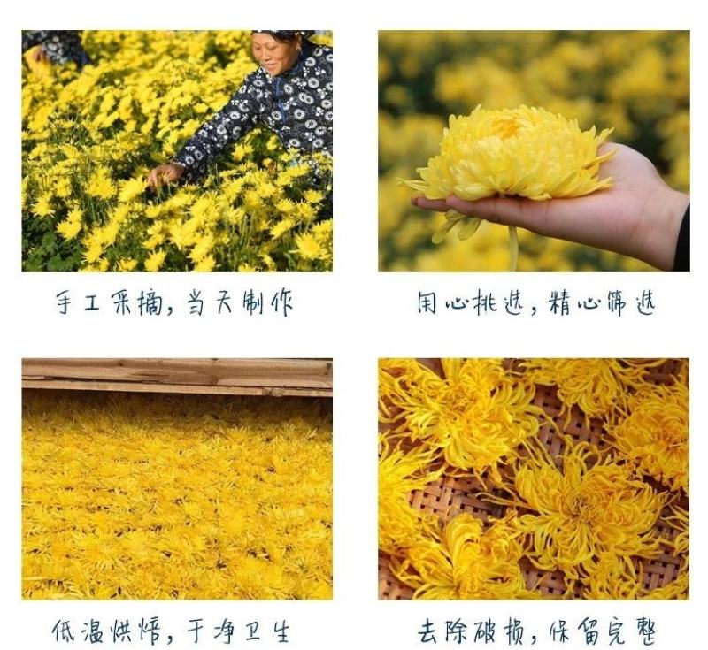 金丝皇菊花大朵黄菊花一杯一朵散装特级另售黄山贡菊花茶枸杞