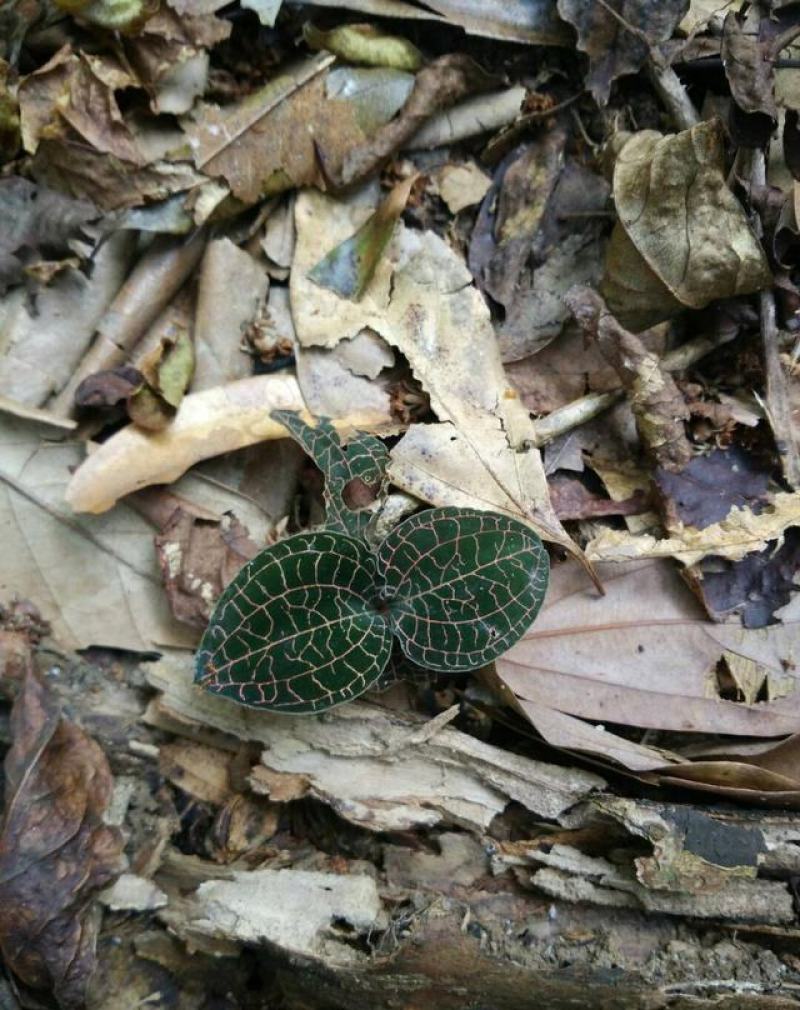 金秀大瑶山咔咔金线莲