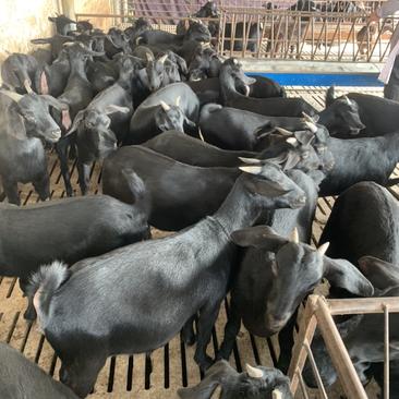 30-50斤努比亚黑山羊羊苗，羔羊，基础母羊种公羊