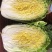 【力荐】陆地黄心白菜聊城白菜黄心白菜持续供应