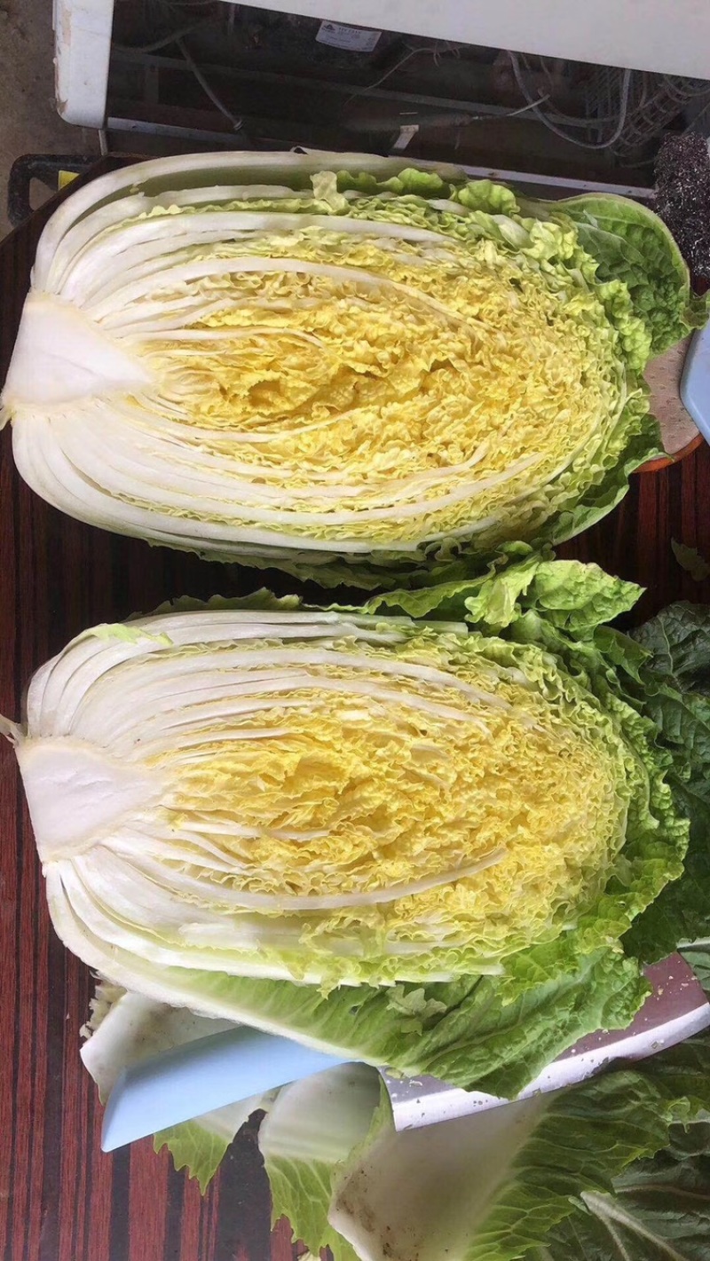 【力荐】陆地黄心白菜聊城白菜黄心白菜持续供应
