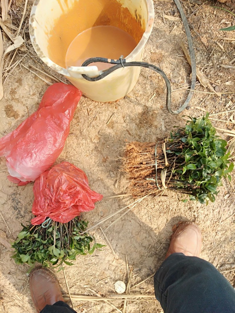 优质巴戟天种苗，基地苗场直供，产量六七千斤，欢迎预定洽谈