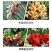 硼锌锰铁镁钙硅微量元素水溶肥保花保果防裂防畸