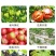 硼锌锰铁镁钙硅微量元素水溶肥保花保果防裂防畸