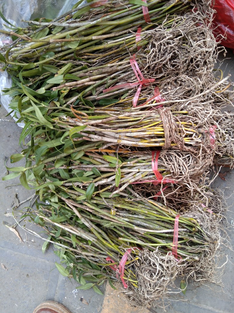 云南大山上的野生黄草。