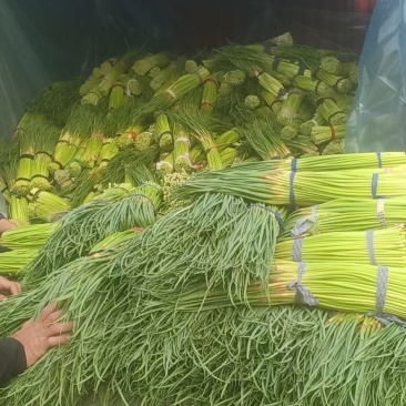 今日红帽蒜苔，大量有货，
