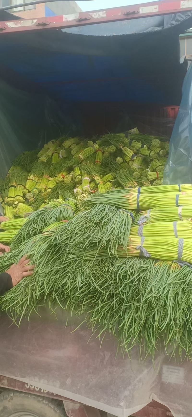 今日红帽蒜苔，大量有货，