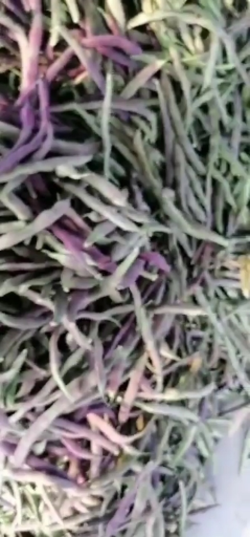 菏泽成武红豆基地大量上市