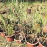青叶芦苇水生植物基地批发品类丰富质量好成活高