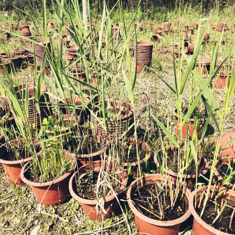 青叶芦苇水生植物基地批发品类丰富质量好成活高