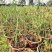 青叶芦苇水生植物基地批发品类丰富质量好成活高