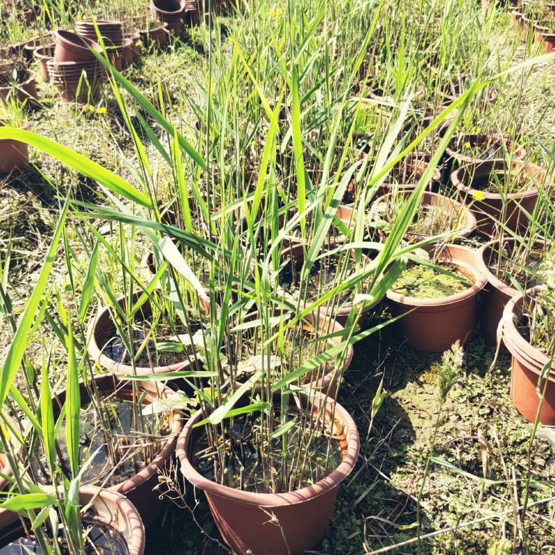 青叶芦苇水生植物基地批发品类丰富质量好成活高