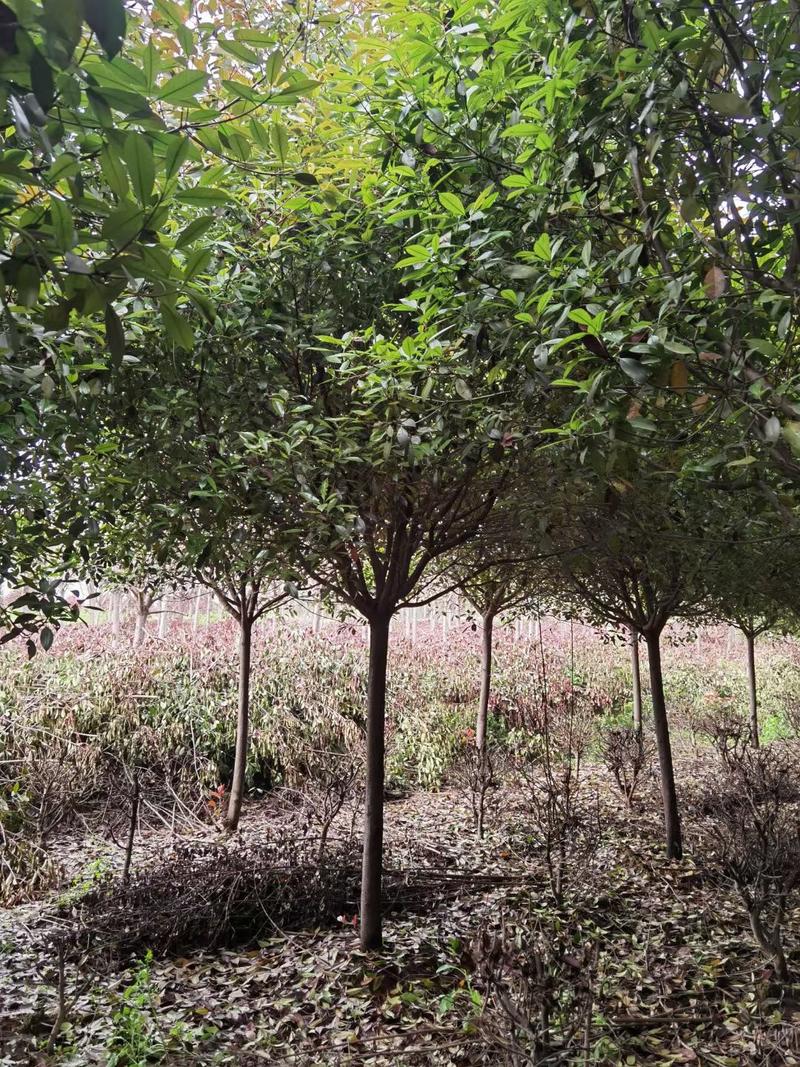 绿化苗木高杆红叶石楠8公分红叶石楠柱子2米红叶石楠5公分