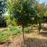 绿化苗木高杆红叶石楠8公分红叶石楠柱子2米红叶石楠5公分