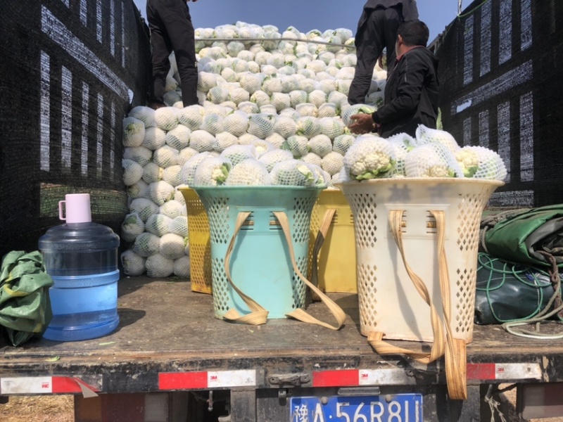 精品白花菜产地直发一手货源价无虫无黑点三包花菜