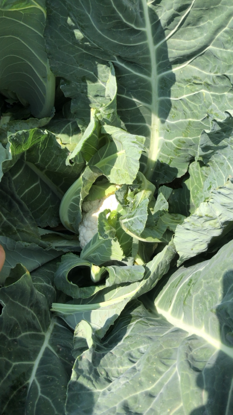 精品白花菜产地直发一手货源价无虫无黑点三包花菜