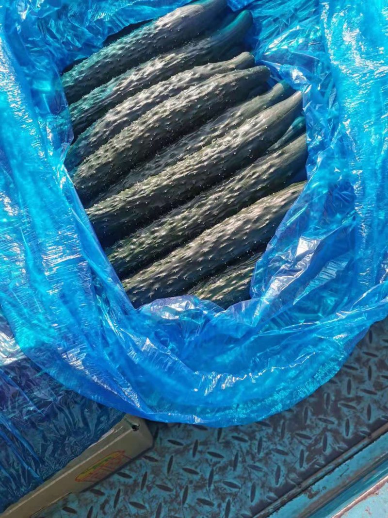 黄瓜大量上市了