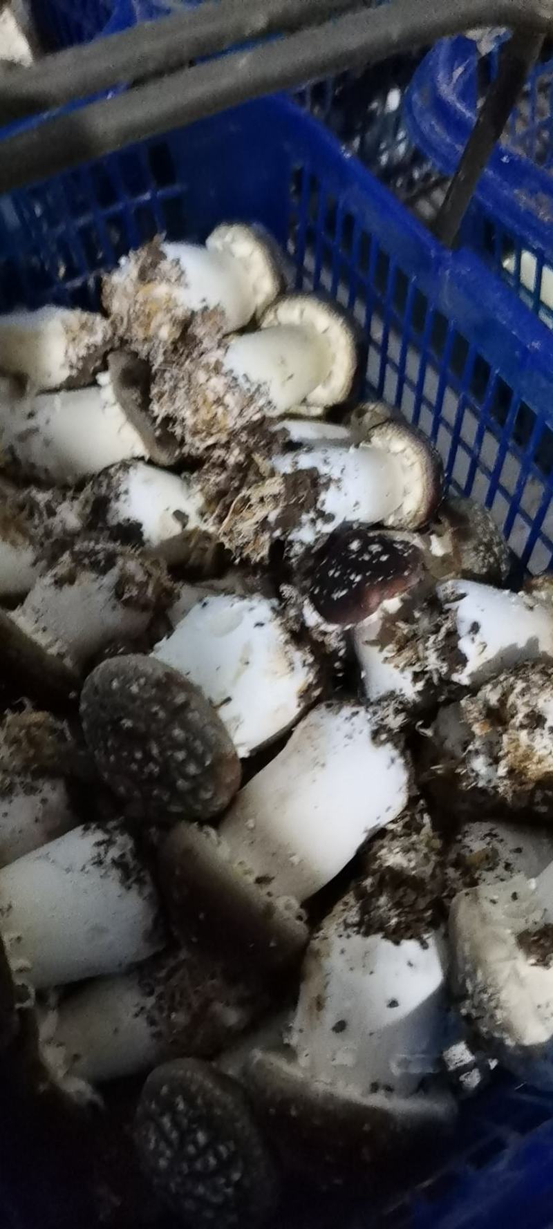 新鲜大球盖菇赤松茸菇体硬实耐放不空心A货B货C货都有