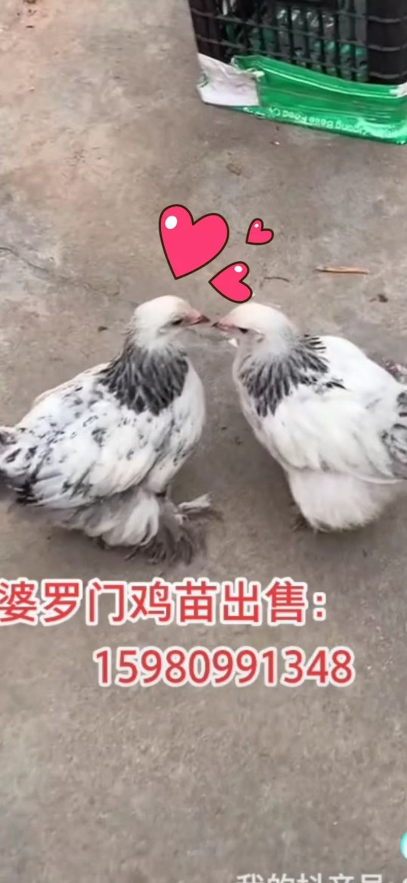 巨型黑白花婆罗门鸡种蛋包100%受精，包100%出壳