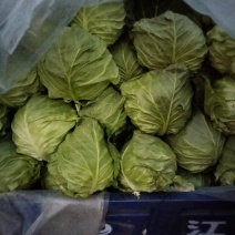 精品大棚甘蓝上市中，全部精品