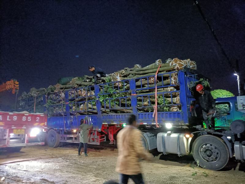 八月桂占地桂花，征地桂花工程苗木拆迁苗木